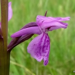 Brenne Orchid (Dactylorhiza brennensis)