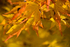 Autumn Leaves