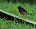 White-rumped Shama (male), Kauai
