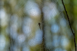 Natural World portfolio