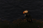 Puffin at Saltee Island, County Wexford, Ireland.
