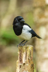 magpie Pica pica-7602