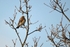 Fieldfare