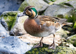 Baikal Teal 1