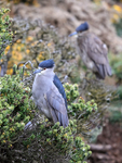 Black-crowned Night-Herons (adult and juvenile), Falklands