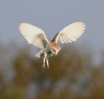Barn Owl