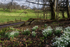Snowdrops at Castle Coole - Fermanagh