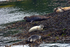 Seals on Loch Linnhe - DSC_9113_00062