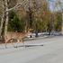 Deer Crossing