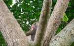 Male mandrill