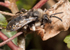 Melecta albifrons