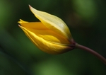 Woodland Tulip -Tulipa sylvestris RPNP0696
