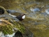 Dipper