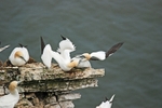 Gannets