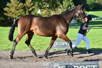 466-SPARHANGER.VELVET-Tichy.Sanders-TrotUp+SJ portfolio