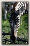 Zebra close-up