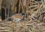 February 2016 - Reed Bunting