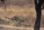 Leopard at Lobo