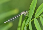 Common Blue Damselfly