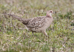 Pheasant 2