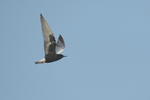 White-winged Black Tern