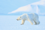 Male Polar Bear, side view, Svalbard, Norway