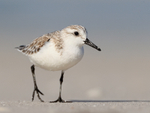 Close approach of Sanderling, Fort De Soto, Florida