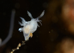 Ancula cristata