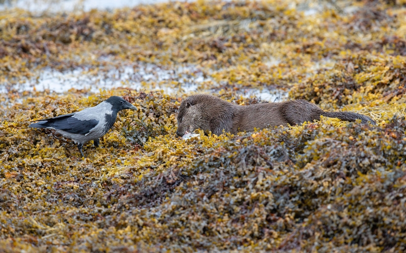 Hooded Crow - Isle of Mull - Scotland