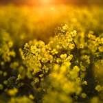 Rapeseed at Sunset