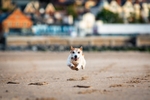 Flyin' Bimbo - Bimbo the Jack Russell