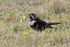 Ring Ouzel on the ground at Linkey Down