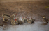 Red-billed Quelea bathing 8