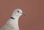 Collared Dove - Streptopelia decaocto