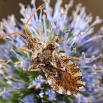 Centrocoris variegatus A conspicuously shaped bug