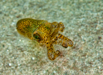 Sepiola atlantica