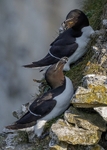 Razorbill 2