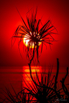 Pandanus Silouette