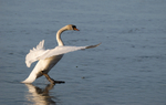 Mute Swan