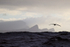 White-chinned Petrel, Cape Point, South Africa