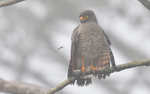 Roadside Hawk