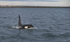 Orca (Killer Whales) Iceland  Ref Orca 6