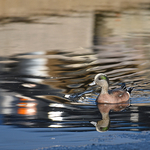 American Wigeon (Anas americana) Male
