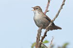 Cettis Warbler  1604-3553