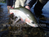 Glo Bug Caught Hen.