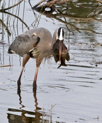 Great Blue Heron _0086