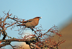 Waxwing