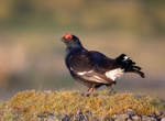 Black Grouse - Tetrao tetrix