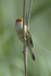 Marsh Warbler singing at Otmoor