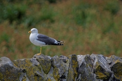 Fife_Herring Gull 0008